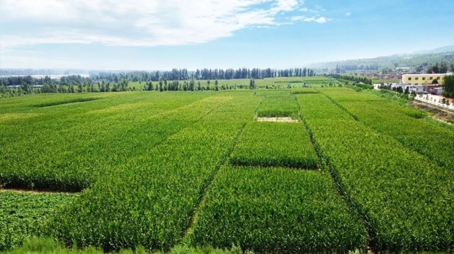 陜西農(nóng)墾大荔農(nóng)場(chǎng)現(xiàn)代農(nóng)業(yè)園高標(biāo)準(zhǔn)農(nóng)田建設(shè)項(xiàng)目工程監(jiān)理